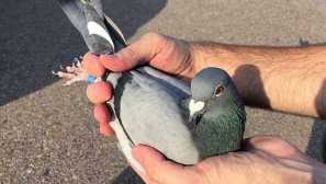 Как можеш да хванеш гълъб ръце или въже